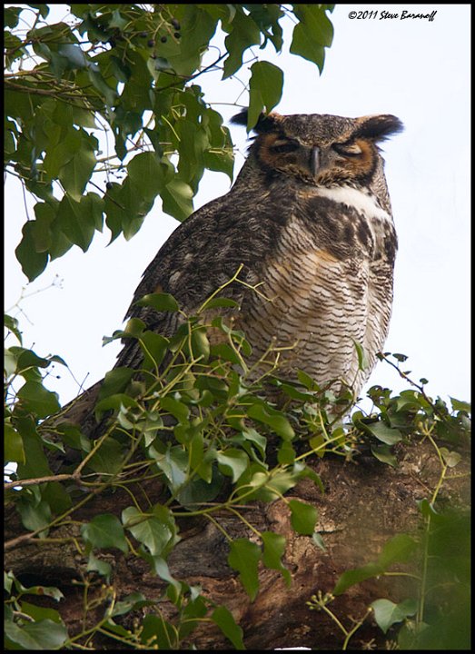 _1SB4375 great-horned owl.jpg